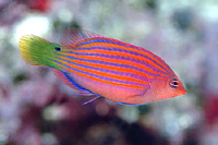 pseudocheilinus hexataenia